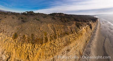 Torrey Pines balloon aerial survey photo.  Torrey Pines seacliffs, rising up to 300 feet above the ocean, stretch from Del Mar to La Jolla. On the mesa atop the bluffs are found Torrey pine trees, one of the rare species of pines in the world. Peregrine falcons nest at the edge of the cliffs. This photo was made as part of an experimental balloon aerial photographic survey flight over Torrey Pines State Reserve, by permission of Torrey Pines State Reserve, San Diego, California