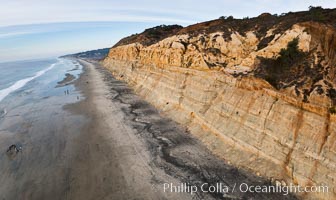 Torrey Pines balloon aerial survey photo.  Torrey Pines seacliffs, rising up to 300 feet above the ocean, stretch from Del Mar to La Jolla. On the mesa atop the bluffs are found Torrey pine trees, one of the rare species of pines in the world. Peregrine falcons nest at the edge of the cliffs. This photo was made as part of an experimental balloon aerial photographic survey flight over Torrey Pines State Reserve, by permission of Torrey Pines State Reserve, San Diego, California