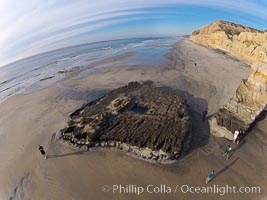 Torrey Pines balloon aerial survey photo.  Torrey Pines seacliffs, rising up to 300 feet above the ocean, stretch from Del Mar to La Jolla. On the mesa atop the bluffs are found Torrey pine trees, one of the rare species of pines in the world. Peregrine falcons nest at the edge of the cliffs. This photo was made as part of an experimental balloon aerial photographic survey flight over Torrey Pines State Reserve, by permission of Torrey Pines State Reserve, San Diego, California