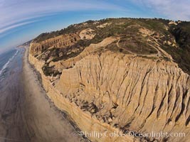 Torrey Pines balloon aerial survey photo.  Torrey Pines seacliffs, rising up to 300 feet above the ocean, stretch from Del Mar to La Jolla. On the mesa atop the bluffs are found Torrey pine trees, one of the rare species of pines in the world. Peregrine falcons nest at the edge of the cliffs. This photo was made as part of an experimental balloon aerial photographic survey flight over Torrey Pines State Reserve, by permission of Torrey Pines State Reserve, San Diego, California