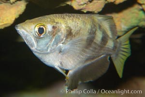 Banded archerfish.  The banded archerfish is known for its ability to shoot down resting insects by spitting a jet of water. Large archerfishes can hit a target 2-3m away. Archerfishes have adaptations to the mouth which enable spitting. When a banded archerfish shoots a jet of water, it raises its tongue against the roof of the mouth forming a tube. The gill covers quickly close forcing water along the tube. This species mostly lives in mangrove and estuarine habitats throughout much of the Indo-Pacific, Toxotes jaculatrix