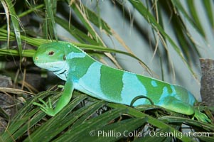 Banded iguana, male.  The bands of color on the male of this species change from green to either blue, grey or black, depending on mood.  Females are usually solid green, ocassionally with blue spots or a few narrow bands, Brachylophus fasciatus