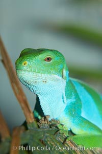 Banded iguana, male.  The bands of color on the male of this species change from green to either blue, grey or black, depending on mood.  Females are usually solid green, ocassionally with blue spots or a few narrow bands, Brachylophus fasciatus