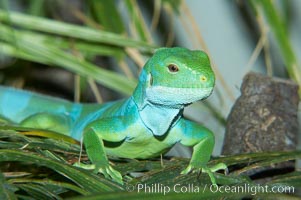 Banded iguana, male.  The bands of color on the male of this species change from green to either blue, grey or black, depending on mood.  Females are usually solid green, ocassionally with blue spots or a few narrow bands, Brachylophus fasciatus