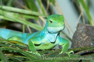 Banded iguana, male.  The bands of color on the male of this species change from green to either blue, grey or black, depending on mood.  Females are usually solid green, ocassionally with blue spots or a few narrow bands, Brachylophus fasciatus