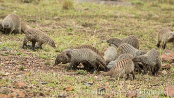 Banded mongoose, Maasai Mara, Kenya, Mungos mungo, Maasai Mara National Reserve