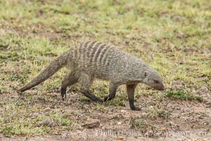 Banded mongoose, Maasai Mara, Kenya, Mungos mungo, Maasai Mara National Reserve