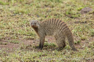 Banded mongoose, Maasai Mara, Kenya, Mungos mungo, Maasai Mara National Reserve