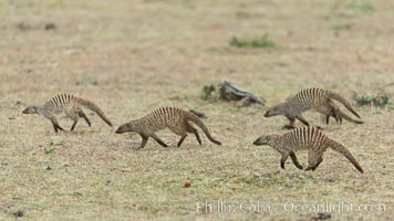 Banded mongoose, Maasai Mara, Kenya