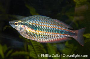 Banded rainbowfish.  The banded rainbowfish, from the Goyder River in Australias Northwest Territory, is evolving into a separate species (from other rainbowfishes), has assumed a narrow range and has developed a unique coloration, Melanotaenia trifasciata