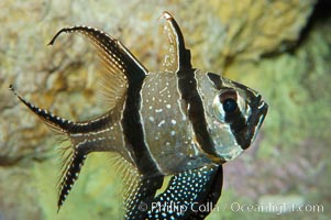 Banggai Cardinalfish.  Once thought to be found at Banggai Island near Sulawesi, Indonesia, it has recently been found at Lembeh Strait and elsewhere.  The male incubates the egg mass in his mouth, then shelters a brood of 10-15 babies in his mouth after they hatch, the only fish known to exhibit this behaviour.  Unfortunately, the aquarium trade is threatening the survival of this species in the wild, Pterapogon kauderni