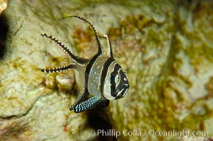 Banggai Cardinalfish.  Once thought to be found at Banggai Island near Sulawesi, Indonesia, it has recently been found at Lembeh Strait and elsewhere.  The male incubates the egg mass in his mouth, then shelters a brood of 10-15 babies in his mouth after they hatch, the only fish known to exhibit this behaviour.  Unfortunately, the aquarium trade is threatening the survival of this species in the wild, Pterapogon kauderni