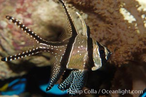 Banggai Cardinalfish.  Once thought to be found at Banggai Island near Sulawesi, Indonesia, it has recently been found at Lembeh Strait and elsewhere.  The male incubates the egg mass in his mouth, then shelters a brood of 10-15 babies in his mouth after they hatch, the only fish known to exhibit this behaviour.  Unfortunately, the aquarium trade is threatening the survival of this species in the wild, Pterapogon kauderni