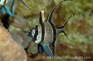 Banggai Cardinalfish.  Once thought to be found at Banggai Island near Sulawesi, Indonesia, it has recently been found at Lembeh Strait and elsewhere.  The male incubates the egg mass in his mouth, then shelters a brood of 10-15 babies in his mouth after they hatch, the only fish known to exhibit this behaviour.  Unfortunately, the aquarium trade is threatening the survival of this species in the wild, Pterapogon kauderni