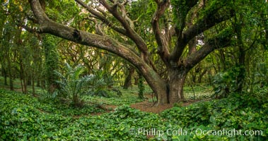 Banyon Trees at Honolua Bay, West Maui, Hawaii