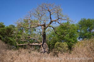 Baobab Tree, Meru National Park, Kenya, Adansonia digitata