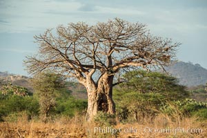 Baobab Tree, Meru National Park, Kenya, Adansonia digitata