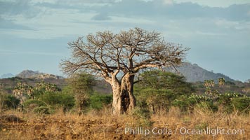 Baobab Tree, Meru National Park, Kenya