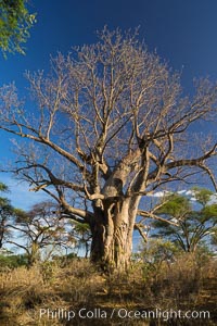 Baobab Tree, Meru National Park, Kenya, Adansonia digitata