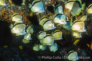 Barberfish. Socorro Island (Islas Revillagigedos), Baja California, Mexico, Johnrandallia nigrirostris, natural history stock photograph, photo id 05059