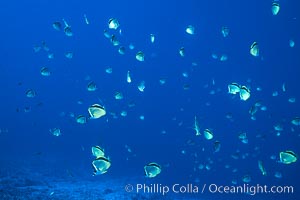 Barberfish, Socorro Island, Johnrandallia nigrirostris