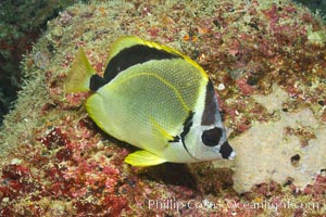 Barberfish, Sea of Cortez, Baja California, Mexico, Johnrandallia nigrirostris