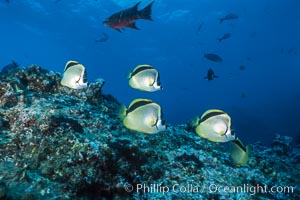 Barberfish, Johnrandallia nigrirostris, Socorro Island (Islas Revillagigedos)