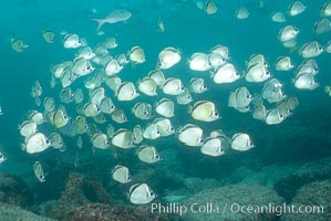 Barberfish schooling, Johnrandallia nigrirostris, North Seymour Island