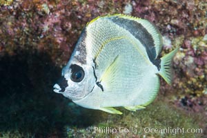 Barberfish, Sea of Cortez, Baja California, Mexico. Isla San Diego, natural history stock photograph, photo id 33530