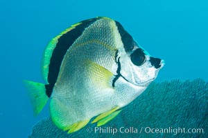 Barberfish, Sea of Cortez, Baja California, Mexico