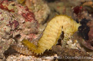 Barbours seahorse, Hippocampus barbouri