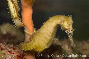 Barbours seahorse., Hippocampus barbouri, natural history stock photograph, photo id 07903