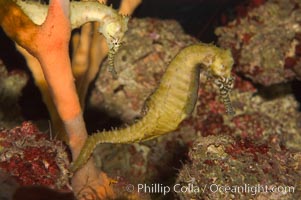 Barbours seahorse, Hippocampus barbouri