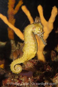 Barbours seahorse, Hippocampus barbouri