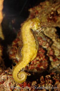 Barbours seahorse, Hippocampus barbouri