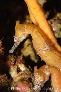 Barbours seahorse, Hippocampus barbouri