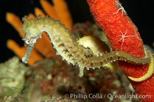 Barbours seahorse., Hippocampus barbouri, natural history stock photograph, photo id 11766