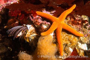 Barnacle and sea star, Browning Pass, Vancouver Island