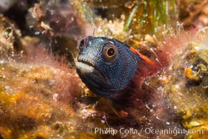 Barnacle blenny, Acanthemblemaria macrospilus, Sea of Cortez, Isla Espiritu Santo, Baja California, Mexico