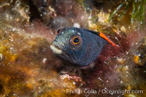 Barnacle blenny, Acanthemblemaria macrospilus, Sea of Cortez, Isla Espiritu Santo, Baja California, Mexico