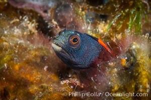 Barnacle blenny, Acanthemblemaria macrospilus, Sea of Cortez, Isla Espiritu Santo, Baja California, Mexico