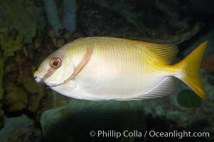 Barred spinefoot rabbitfish, daytime coloration, Siganus doliatus