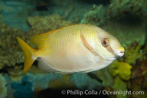 Barred spinefoot rabbitfish, daytime coloration, Siganus doliatus