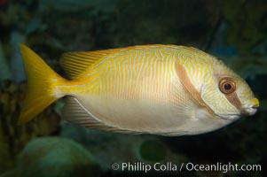 Barred spinefoot rabbitfish, daytime coloration, Siganus doliatus