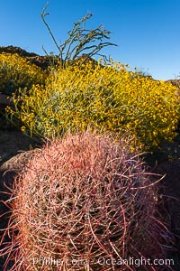 Barrel Cactus and Brittlebush in Anza Borrego Desert State Park, during the 2017 Superbloom, Anza-Borrego Desert State Park, Borrego Springs, California
