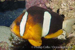 Barrier reef anemonefish, Amphiprion akindynos