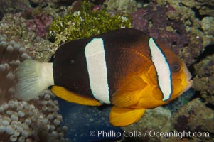 Barrier reef anemonefish, Amphiprion akindynos