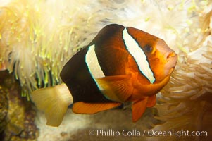 Barrier reef anemonefish, Amphiprion akindynos