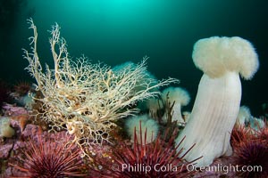 Basket Star and Giant Metridium anemone, Browning Pass, Vancouver Island