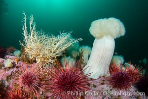 Basket Star and Giant Metridium anemone, Browning Pass, Vancouver Island, Gorgonocephalus eucnemis, Metridium farcimen